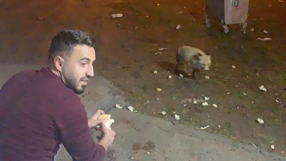 Kars'ta şehre inen tilkileri vatandaş eliyle besliyor