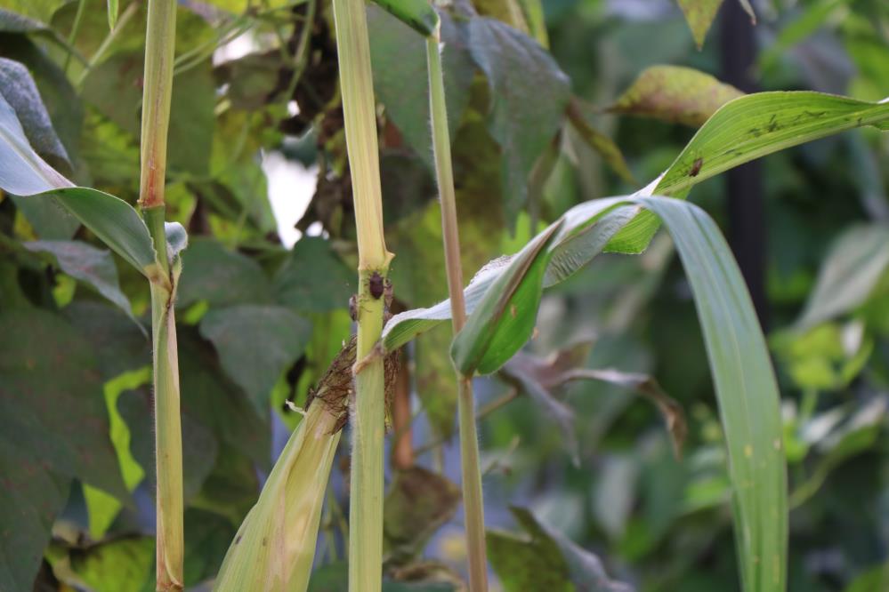 Samsun'un yeni savaşçıları samuraylar