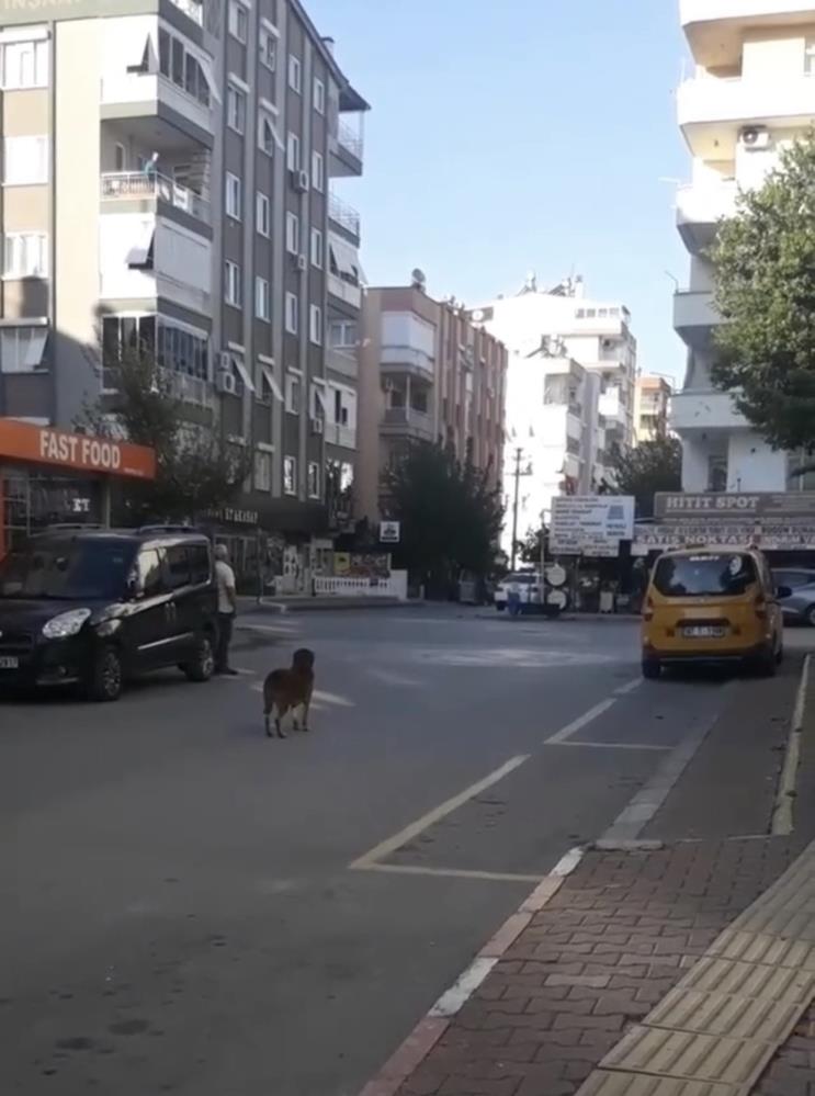 Antalya'da hayrete düşüren görüntü: Tam 09:05'te o da durdu