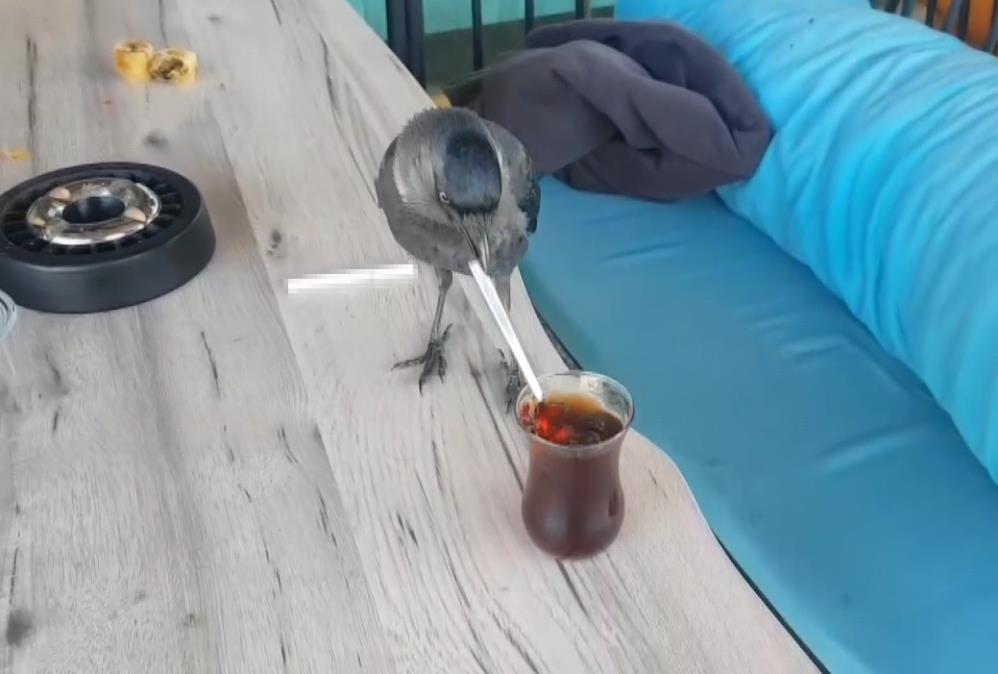 Bu da sigara tiryakisi karga