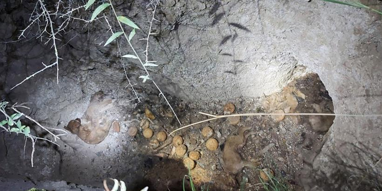 Defineciler 8 cana maloldu! Kazdıkları mezara düşen yavru köpekler telef oldu