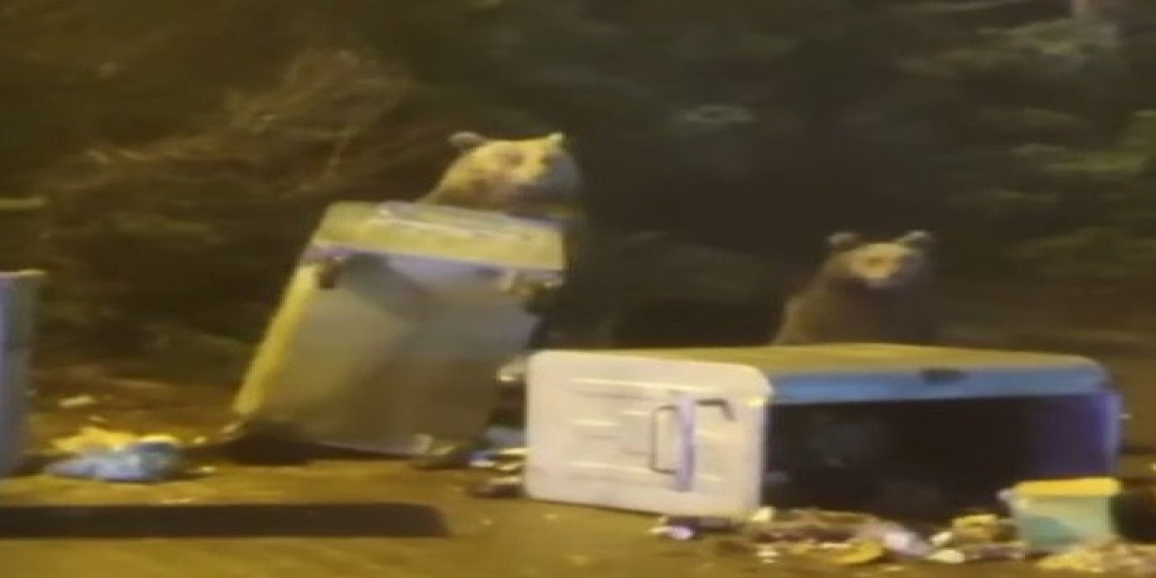 Dağda aç kalan anne ve iki yavru ayı çöpü devirip karnını doyurdu