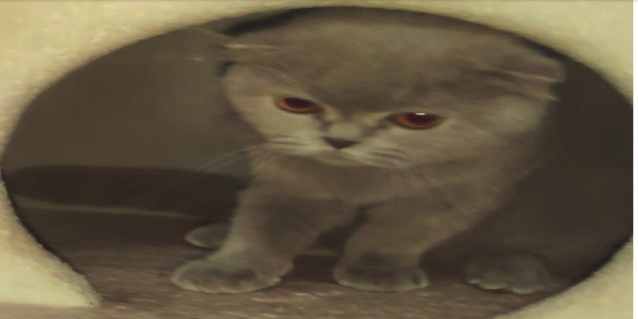 Çilingirle eve giren iki hırsız kediyi bile çaldıl