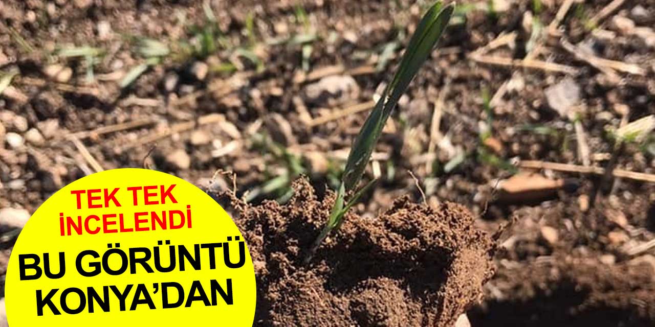 Konya'da tarlada bitki baş gösterdi