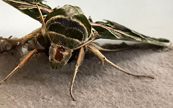 Alanya'da mekik kelebeği görüldü