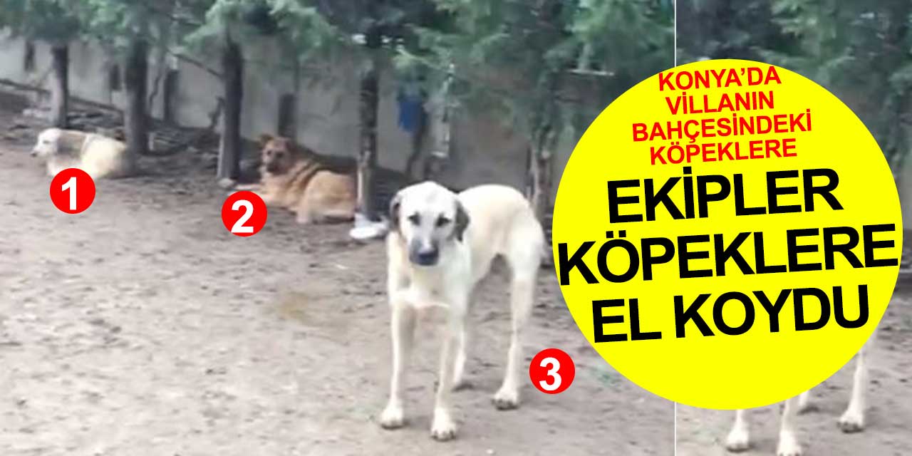 Konya'da bir villanın bahçesinde yaşayan 16 köpeğe el konuldu
