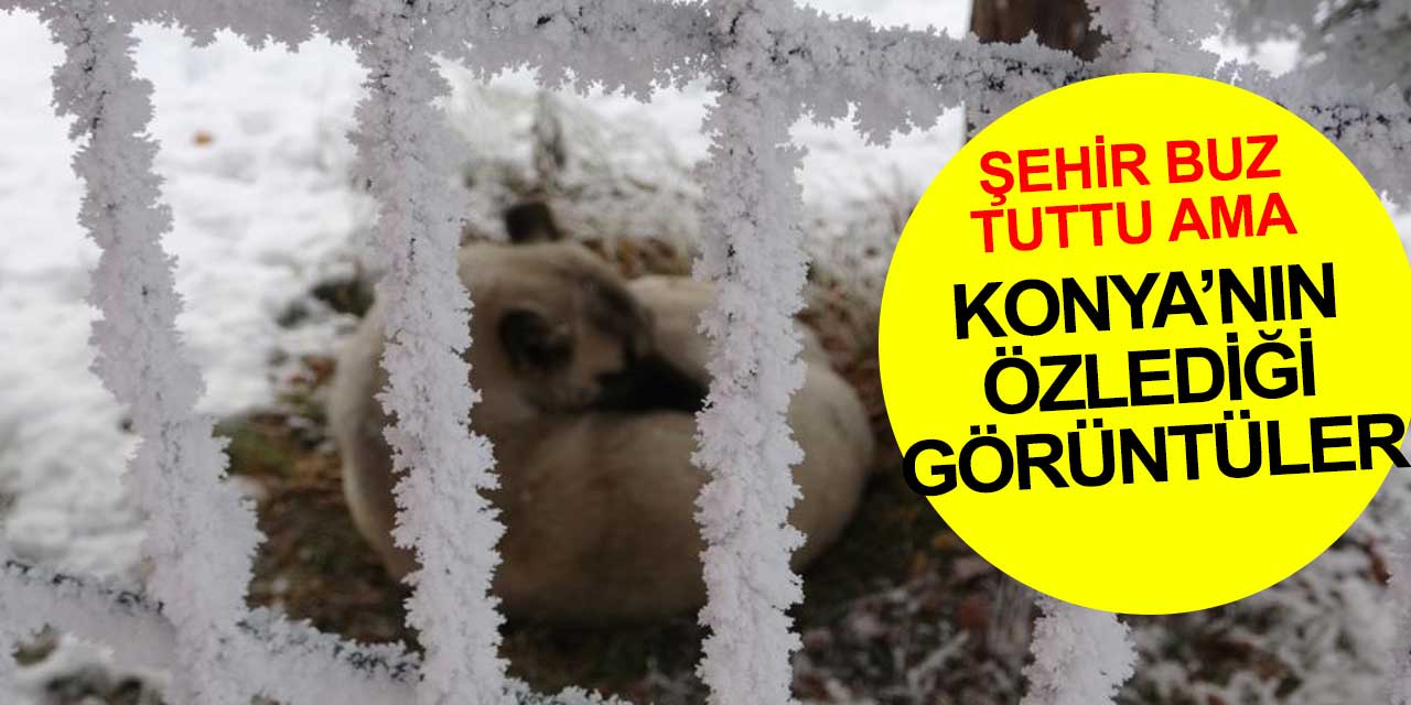 Konya'nın özlediği günler Ardahan'da kendini gösterdi