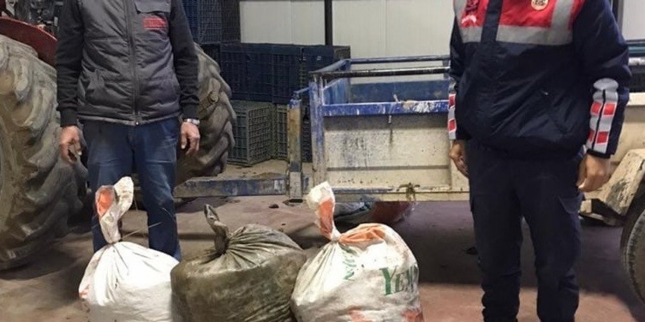 Zeytin hırsızları suçüstü yakalandılar