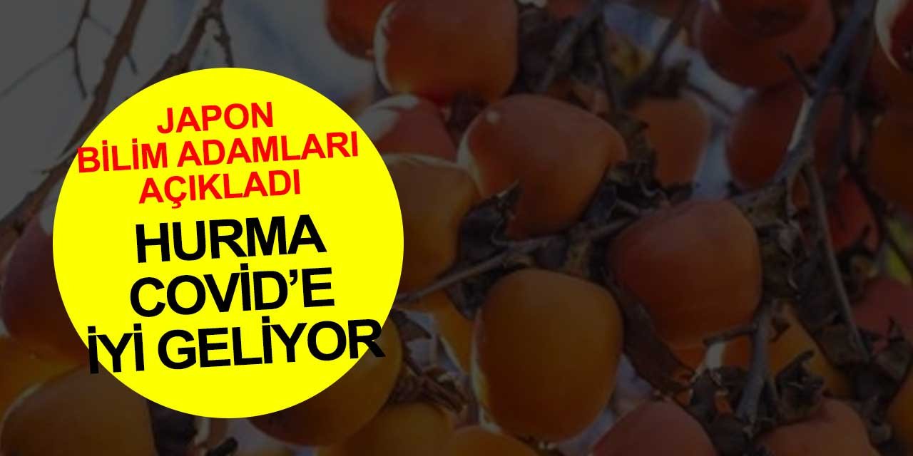 Japon bilim adamlarının araştırma sonucu: Cennet hurması Covid-19'a iyi geliyor