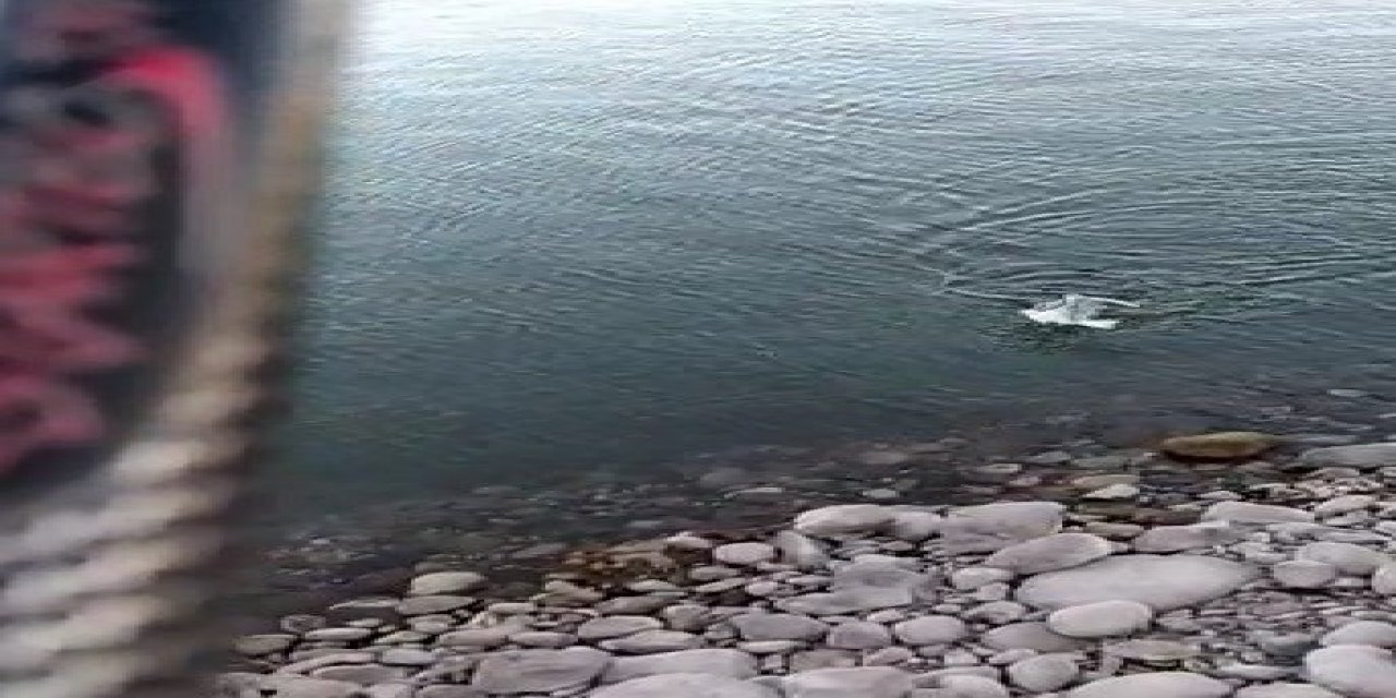 Sahte olta yemini balık sanan martı doğal yaşamına döndürüldü