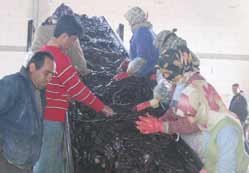 Ereğli tarımda dünyaya açıldı