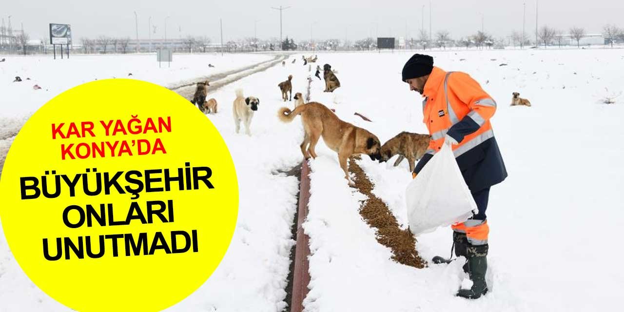 Kar yağan Konya'da Büyükşehir ekipleri sessiz canları unutmadı