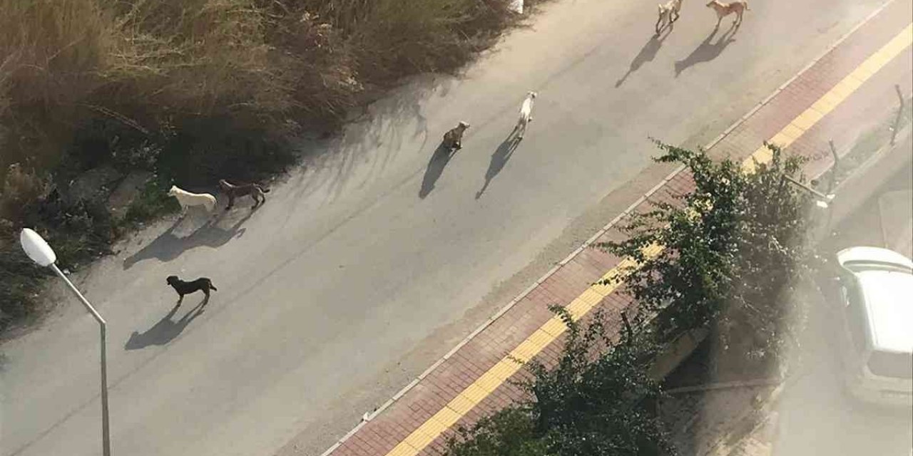 Sokak köpekleri yine dehşet saçtı! Saldırıya uğrayan yaşlı adamı esnaf kurtardı