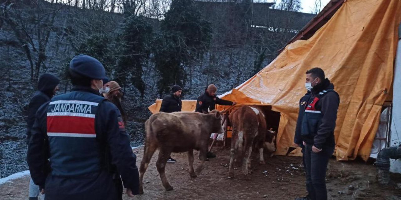 Kestel'de 6 büyükbaş hayvanı çalan hırsızlar satarken yakalandı!