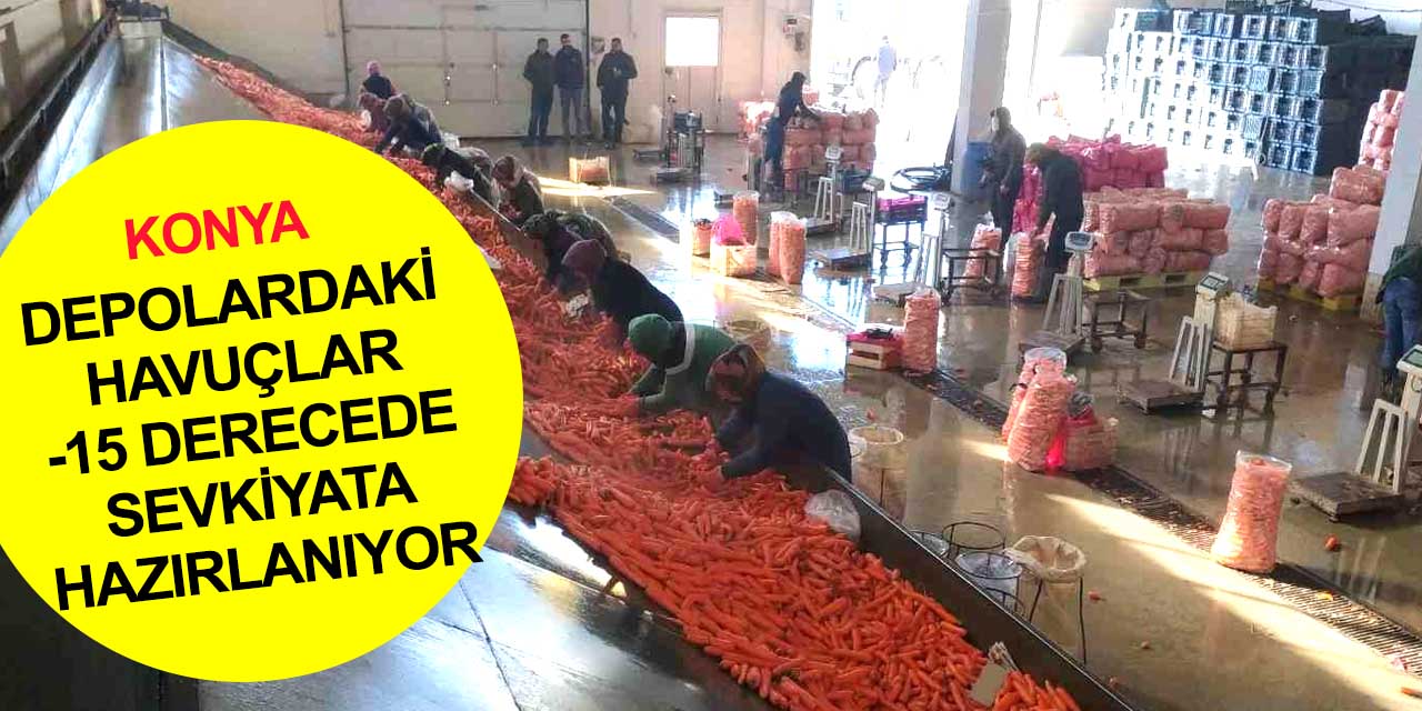 Türkiye'nin havuç üretim merkezi Konya'da buz kesen havada hummalı çalışma
