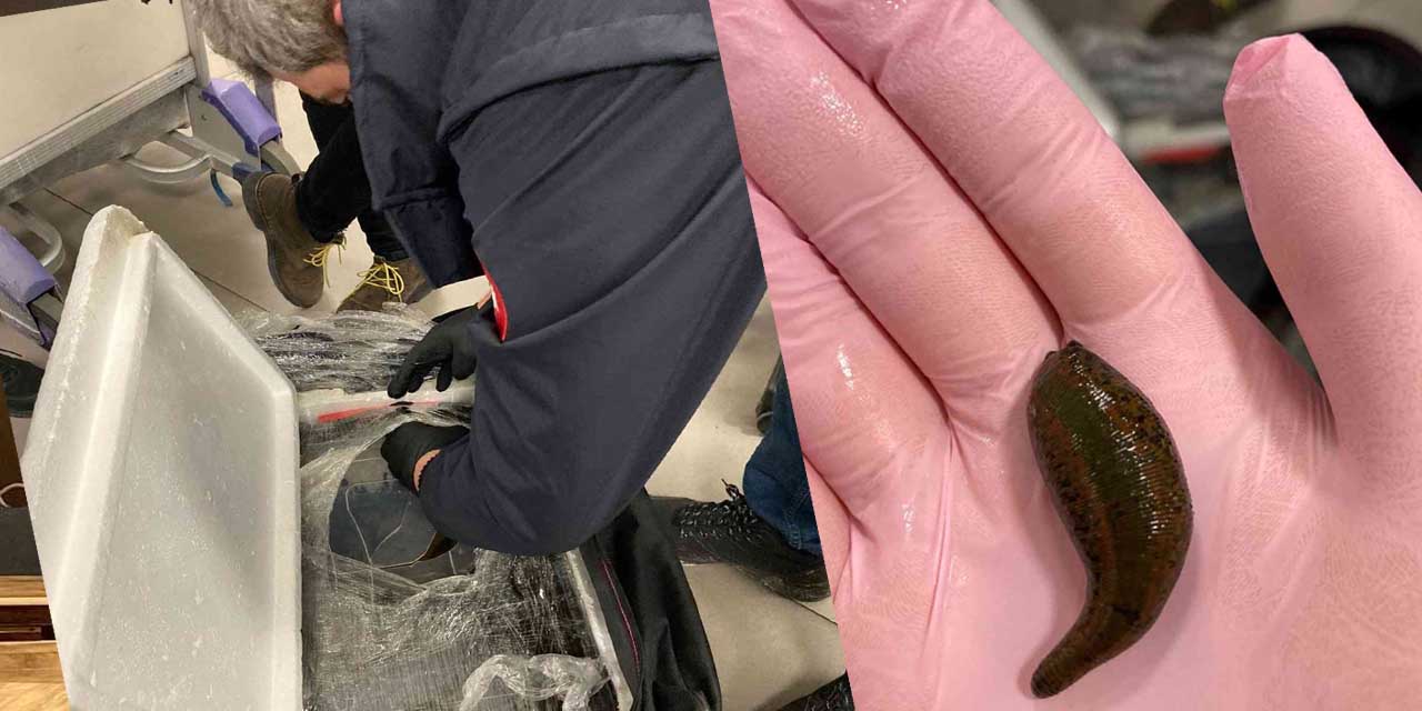 Yurt dışına çıkarılmak istenen 4 bin canlı tıbbi sülük havalimanında yakalandı