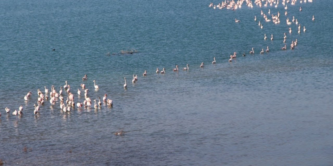 Barajlar doldu! Allı turnalar Konya'ya geri döndü