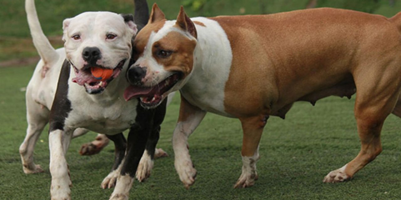 Yasaklı köpek ırklarıyla ilgili genelge yayımlandı