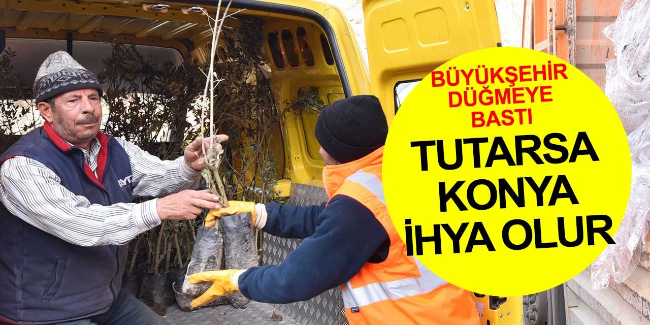 Konya Büyükşehir Belediyesi uygulamaya başladı: Zeytin fideleri dağıtıldı