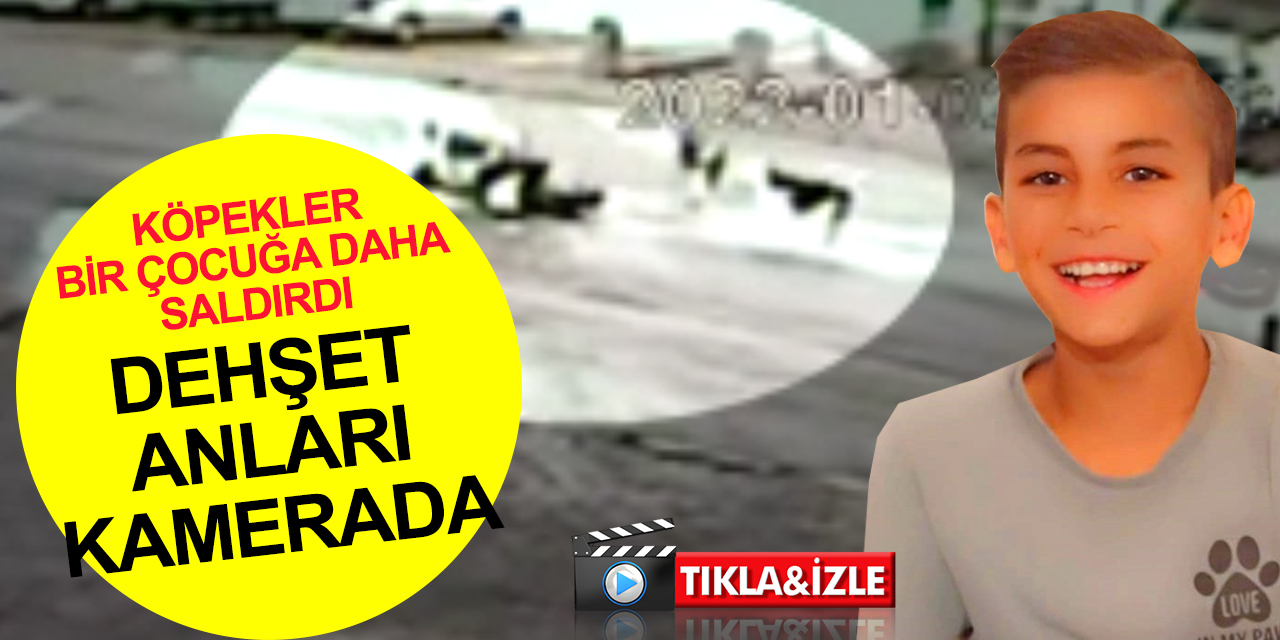 Başıboş köpekler dehşet saçtı! 10 yaşındaki Ramazan hastanelik oldu