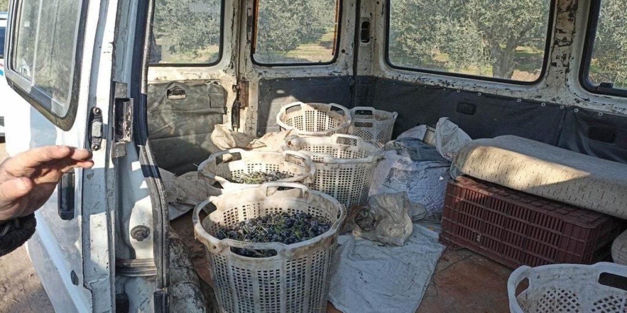 Akhisar'da zeytin hırsızları cirit atıyor! Şüphe üzerine durdurulan araçtan da çıktı