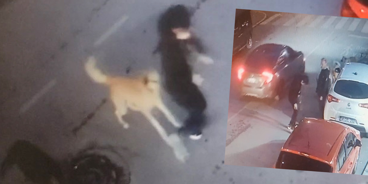 Bir sokak köpeği vakası daha! 5'i birden çocuğa saldırdı