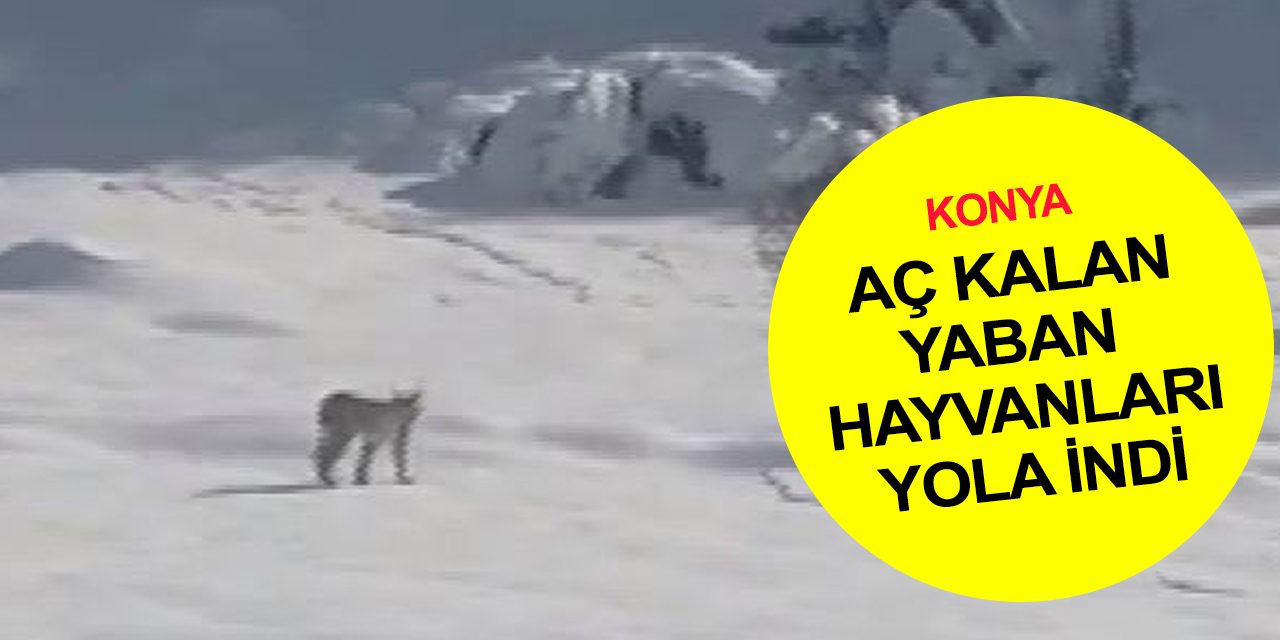 Konya’da aç kalan vaşak ve yaban domuzu sürüsü yola indi