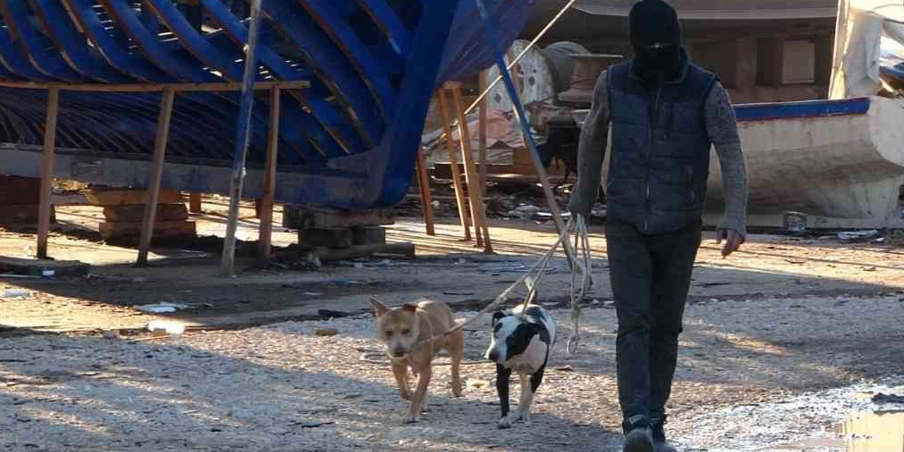 Manavgat'ta sokağa bırakılan pitbullar dehşet saçtı