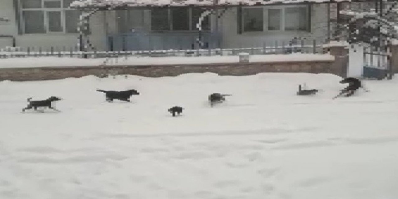 Beyşehir'de aç kalan kedi ve köpekler birbirine saldırdı