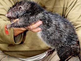 Mahalleyi dev fareler bastı