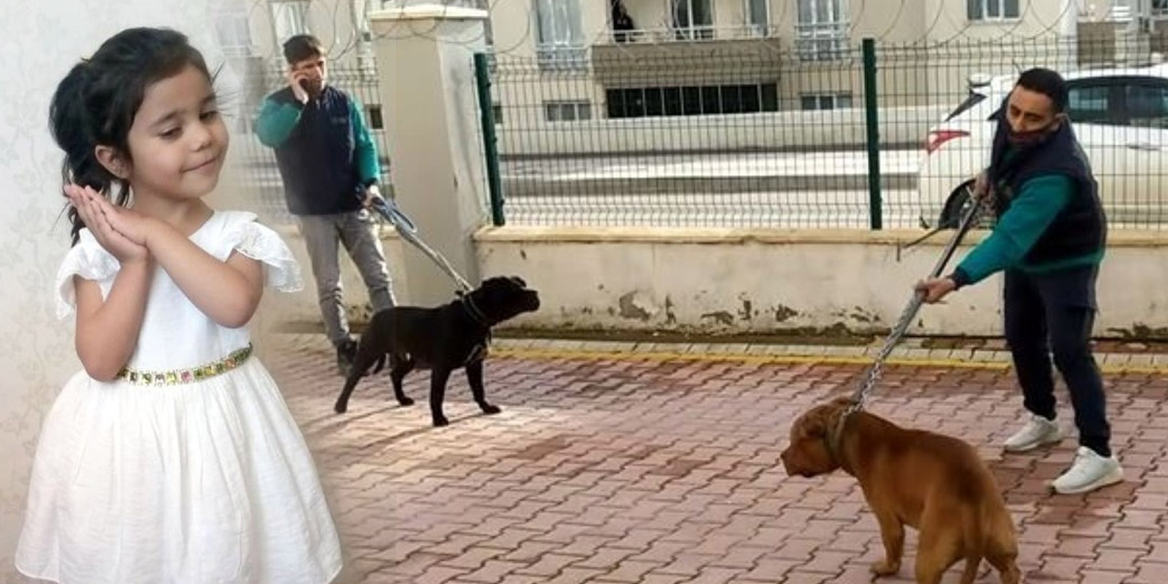 Asiye’ye saldıran pitbullar silah sayıldı