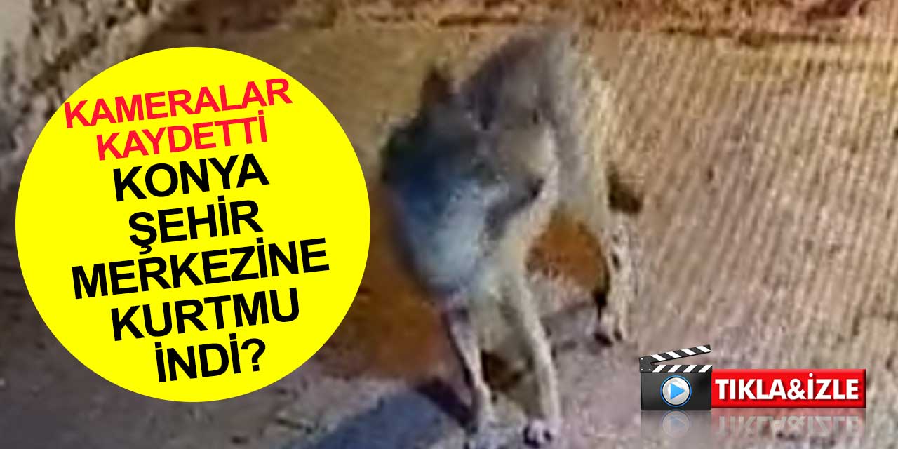 Konya şehir merkezine kurt indi! Şefikcan Caddesi'ndeki güvenlik kameraları an be an kaydetti