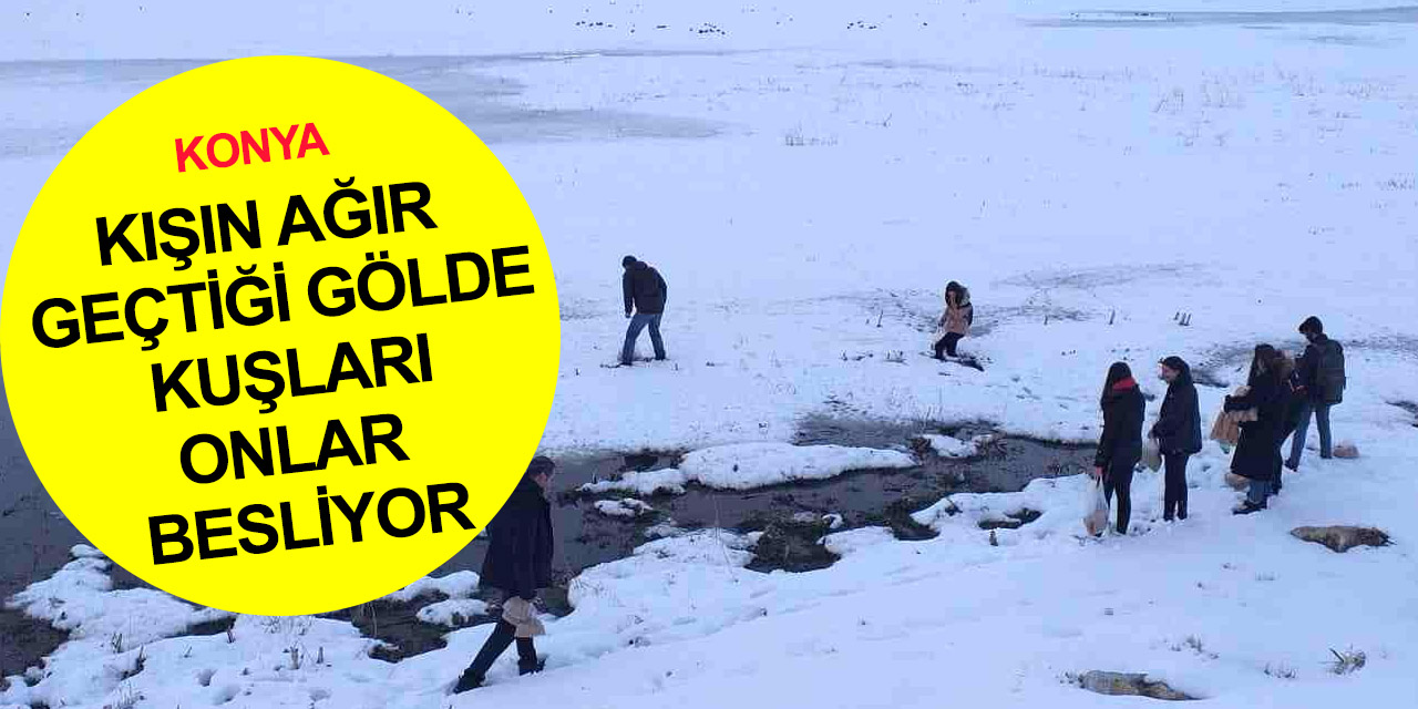 Konya'da aç kalan su kuşlarını öğrenciler besliyor