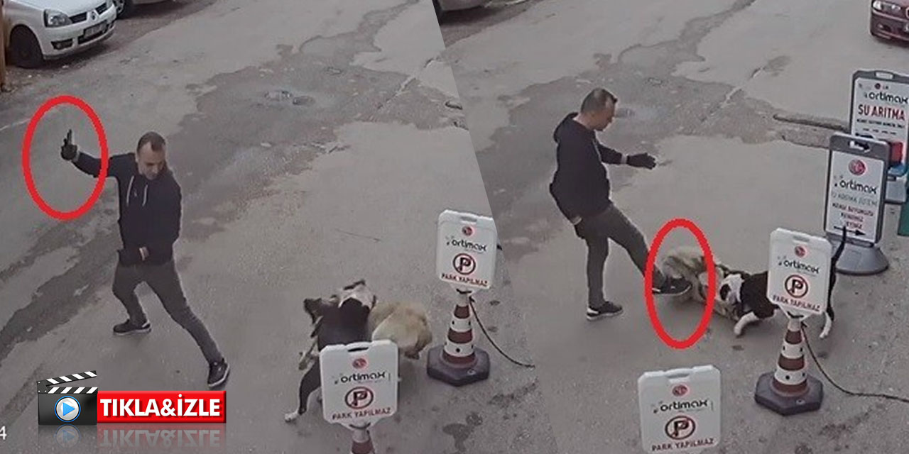 Bir pitbull dehşeti daha! Sahibinin tavırları pes dedirtti