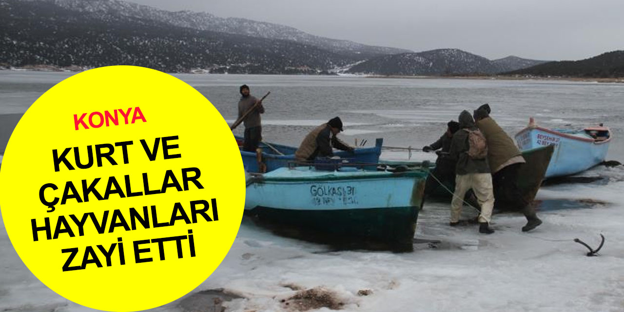 Konya'da tehlikeli yolculuk! Hayvanlarını korumak isterken başlarına gelmeyen kalmadı