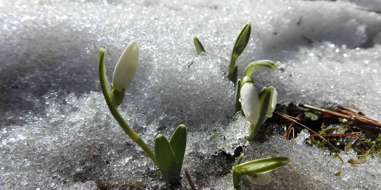 Baharın müjdecisi kardelenler açtı! Koparana 109 bin 593 lira ceza var