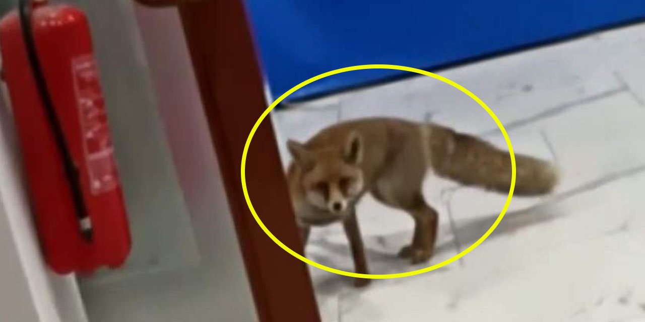 Markete giren tilki şok etti! 'Hoşt' diyemediler