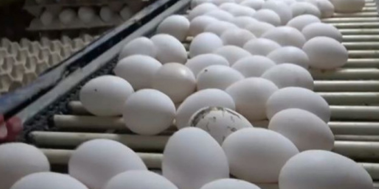 YUM-BİR'den açıklama: Yumurta fiyatını üretici değil; market, toptancı ve ithalatçı belirliyor