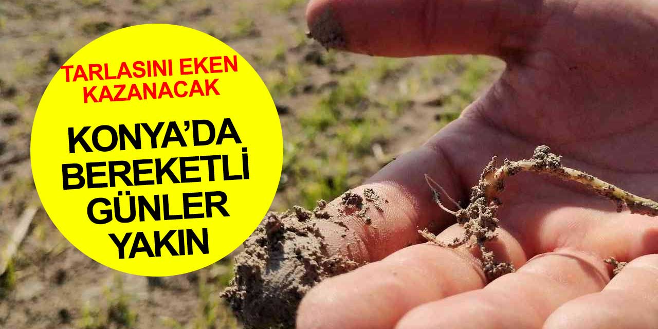 Konya'da tarlasını ekenleri güzel günler bekliyor! Rakamlar yüz güldürecek