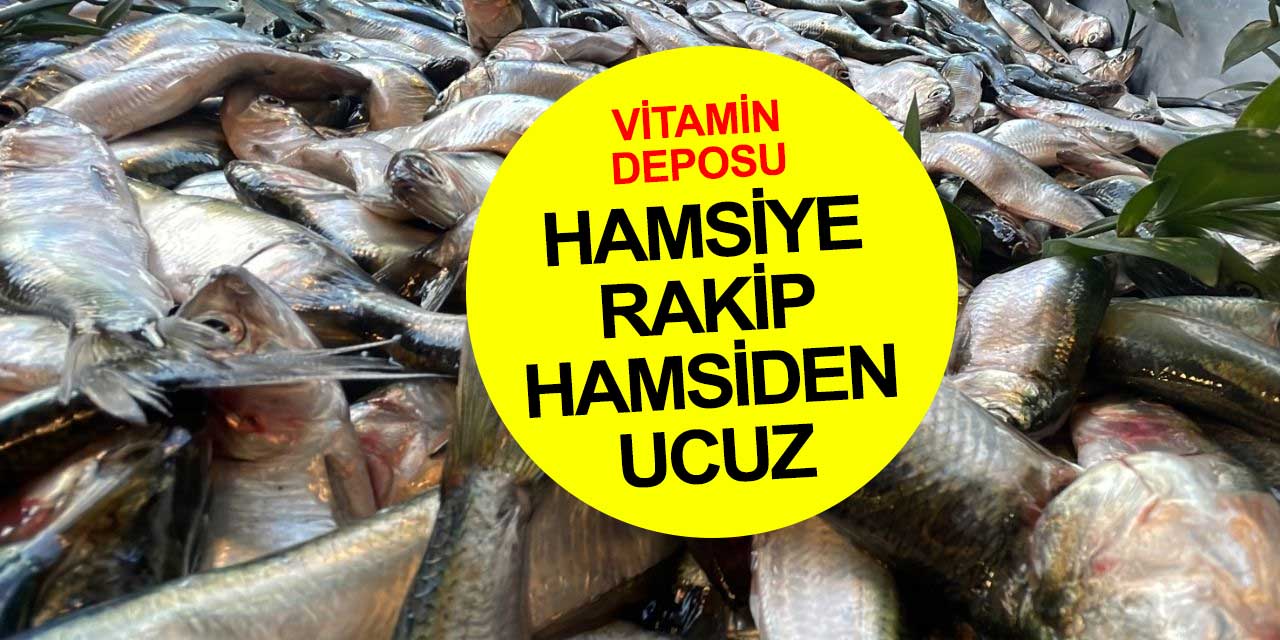 Hamsiye rakip tırsi balığı