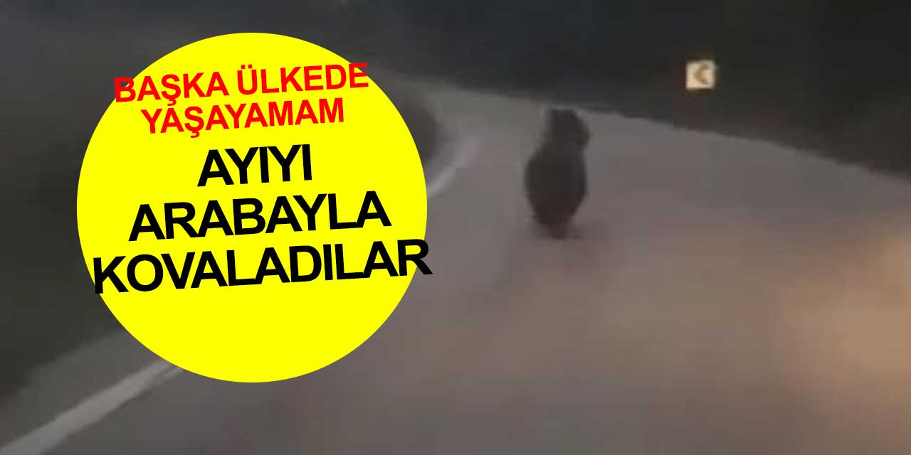 Başka ülkede yaşayamam! Ayıyı arabayla kovaladılar