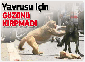 Yavrusu için gözünü kırpmadı