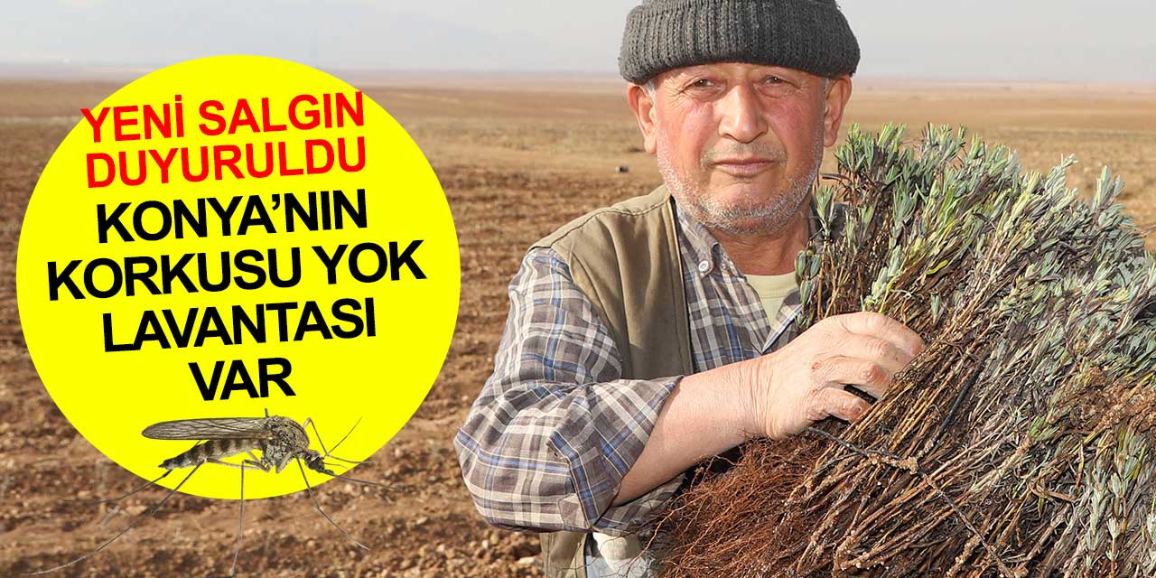 Konya'nın lavantası var ve korkmuyor! Yeni salgının adı yok ama sivrisineklerle yayılıyor