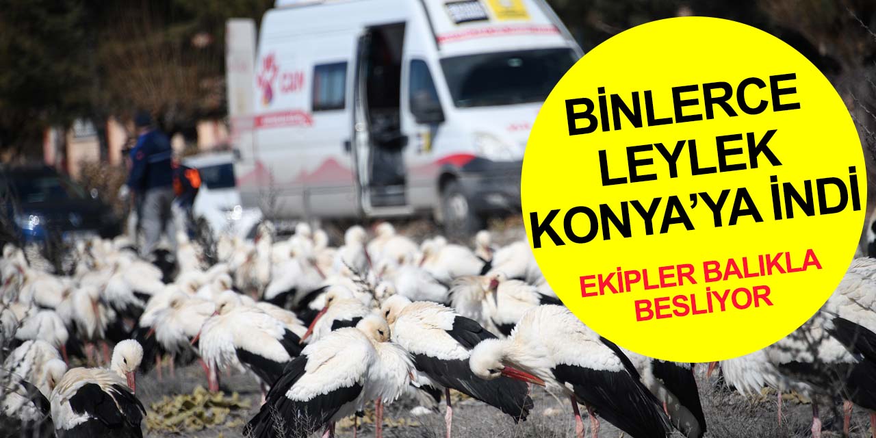 Konya'da ilk! Fırtına nedeniyle binlerce leylek kent merkezine indi