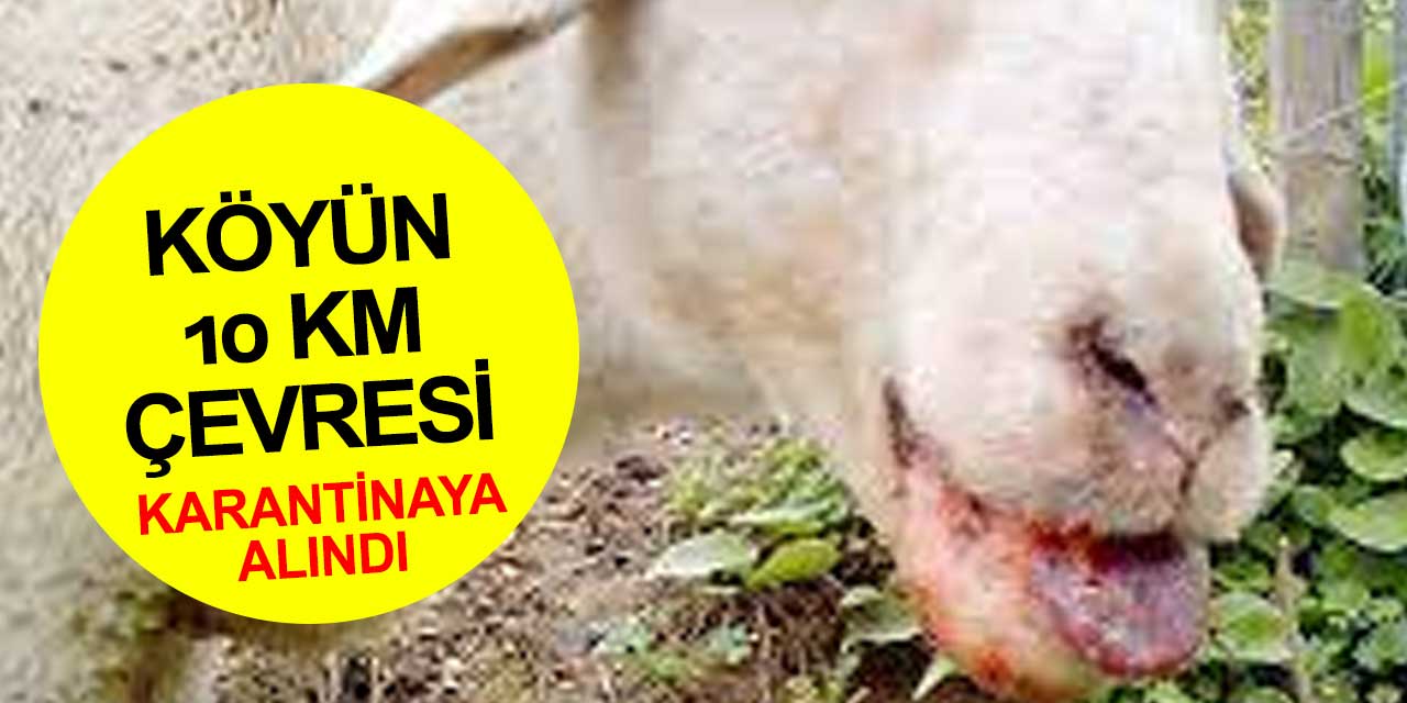 Bir köy karantinaya alındı! Mavi dil hastalığı nedir? Belirtileri neler?