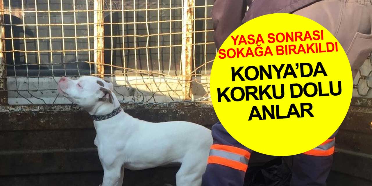Yasaklı ırklarla ilgili Konya'da sokağa bırakılan köpek korku dolu anlar yaşattı! Görevliler barınağa götürdü