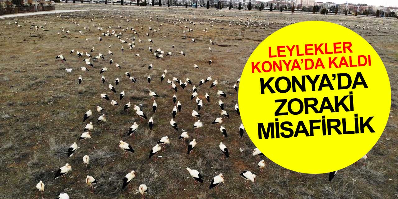 Konya'ya zorunlu iniş yapan leyleklerin misafirliği sürüyor