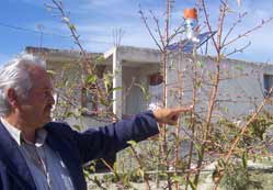 Ağaçlar mevsimsiz çiçek açıyor