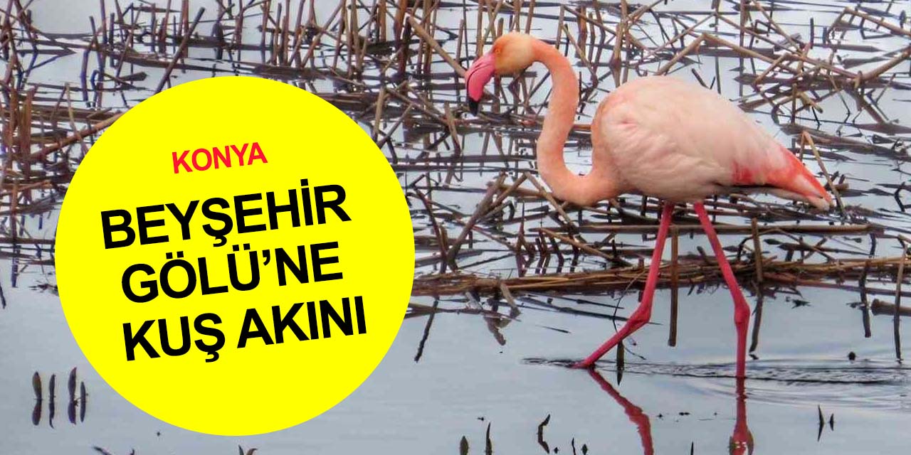 Baharın müjdecileri Konya'ya geldi! Farklı türler gözlerden kaçmadı