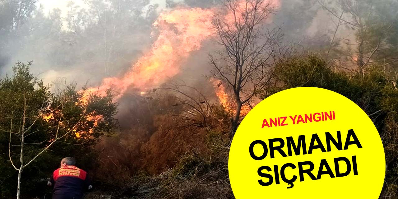 Aydın'da orman yangını! Bahçede yakılan anız neden oldu